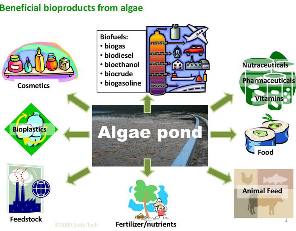The uses of algae as Food, Fertilizer, Pollution control and Energy production